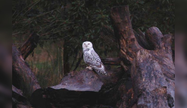Seattle Invites Nature Lovers for Night Hikes and Bird Walks at Local Parks Starting April 11