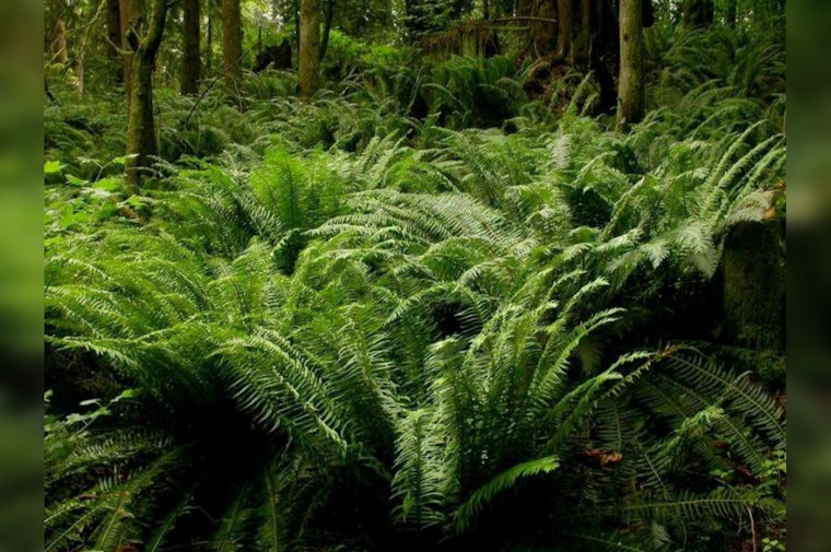 Seattle Joins Global C40 Effort to Expand Green Spaces for Climate