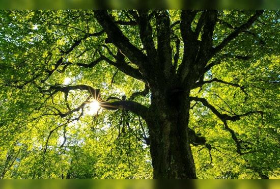 Seattle Unveils Interactive Maps for Urban Forestry Awareness and Tree Protection Transparency
