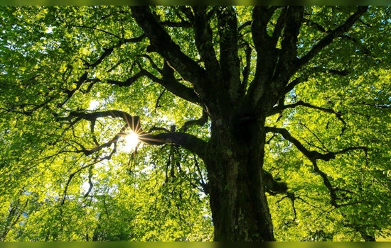 Seattle Unveils Interactive Maps for Urban Forestry Awareness and Tree Protection Transparency