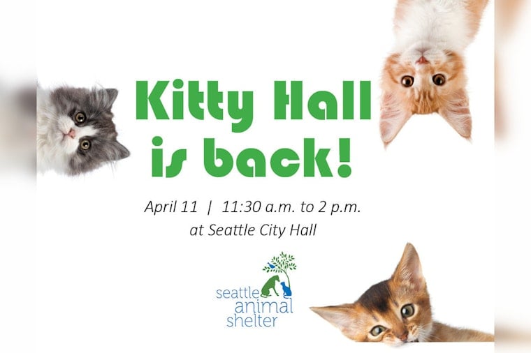 Seattle's City Hall Goes Purr, Kitty Hall Event on April 11, Promises Adorable Pet Adoptions