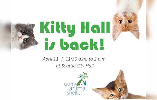 Seattle's City Hall Goes Purr, Kitty Hall Event on April 11, Promises Adorable Pet Adoptions