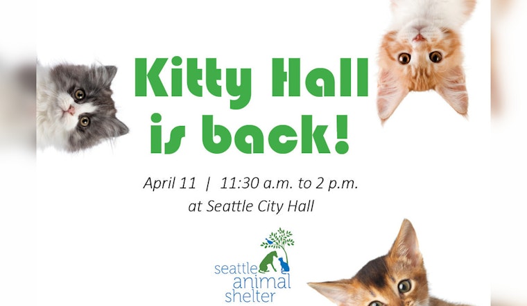 Seattle's City Hall Goes Purr, Kitty Hall Event on April 11, Promises Adorable Pet Adoptions