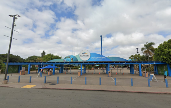 SeaWorld San Diego Splashes into National Dolphin Day With Education and Interactive Fun