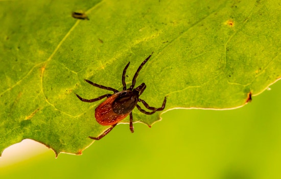Sharon, Massachusetts Confirms Rare Powassan Virus, Sparks Tick-Borne Precautions