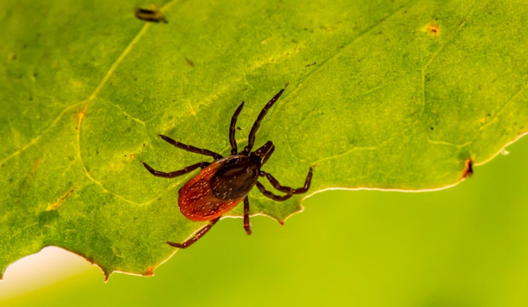 Sharon, Massachusetts Confirms Rare Powassan Virus, Sparks Tick-Borne Precautions