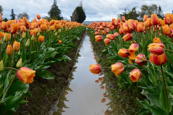 Skagit Valley Tulip Festival Extends to May 5, Offering More Time for Enjoying Blooms and U-Pick Deals