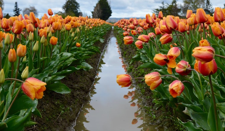 Skagit Valley Tulip Festival Extends to May 5, Offering More Time for Enjoying Blooms and U-Pick Deals