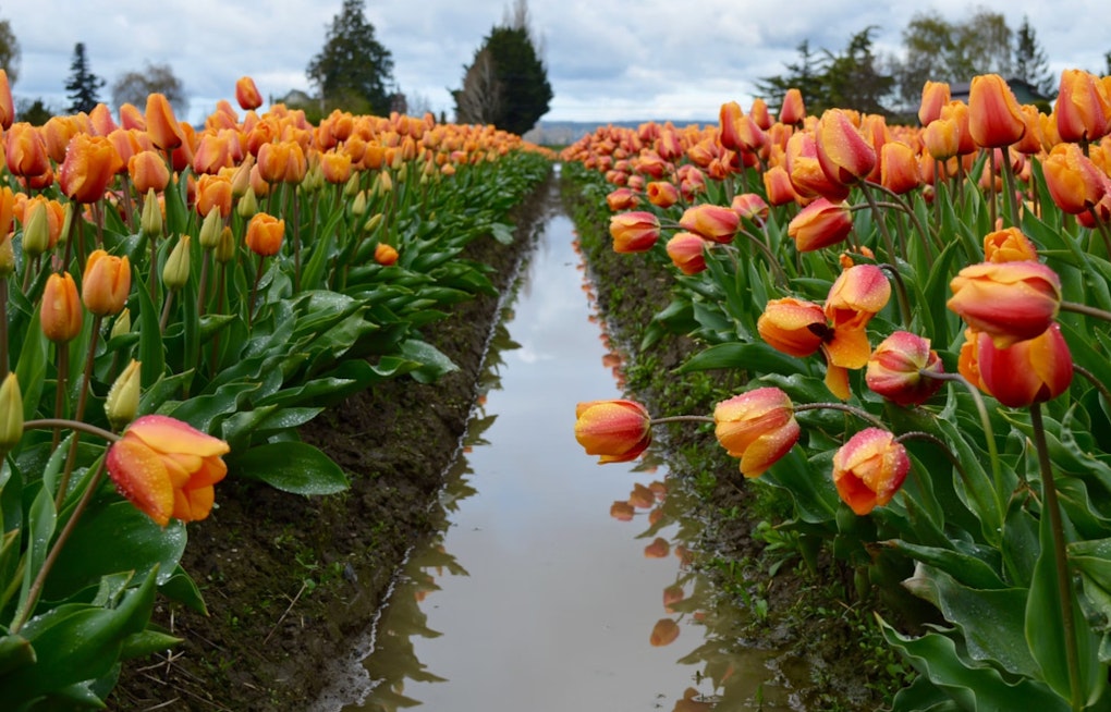 Skagit Valley Tulip Festival Extends to May 5, Offering More Time for Enjoying Blooms and U-Pick Deals