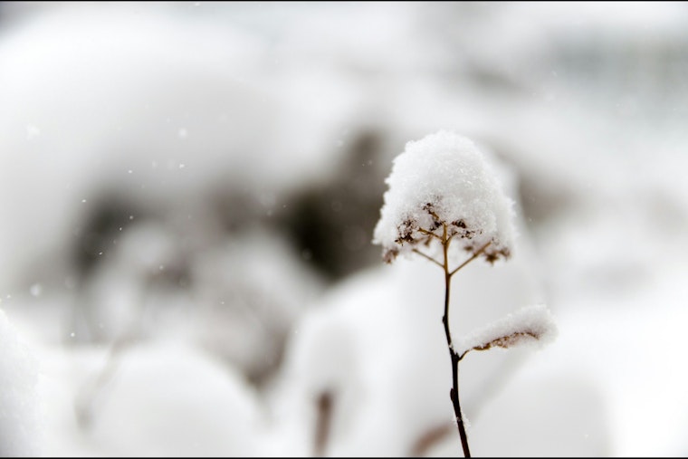 Snow Showers and Biting Winds in Store for East Tennessee, Knoxville Braces for Chilly Weekend