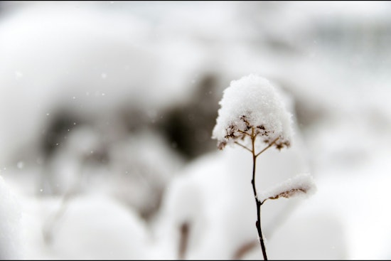 Snow Showers and Biting Winds in Store for East Tennessee, Knoxville Braces for Chilly Weekend