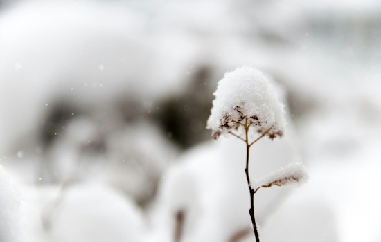 Snow Showers and Biting Winds in Store for East Tennessee, Knoxville Braces for Chilly Weekend