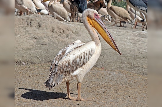 St. Louis River Witnesses a Surge of Great White Pelicans on Migration to Canada