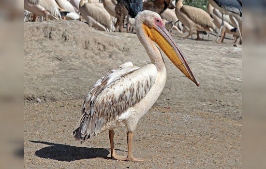St. Louis River Witnesses a Surge of Great White Pelicans on Migration to Canada