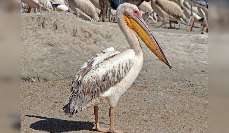 St. Louis River Witnesses a Surge of Great White Pelicans on Migration to Canada