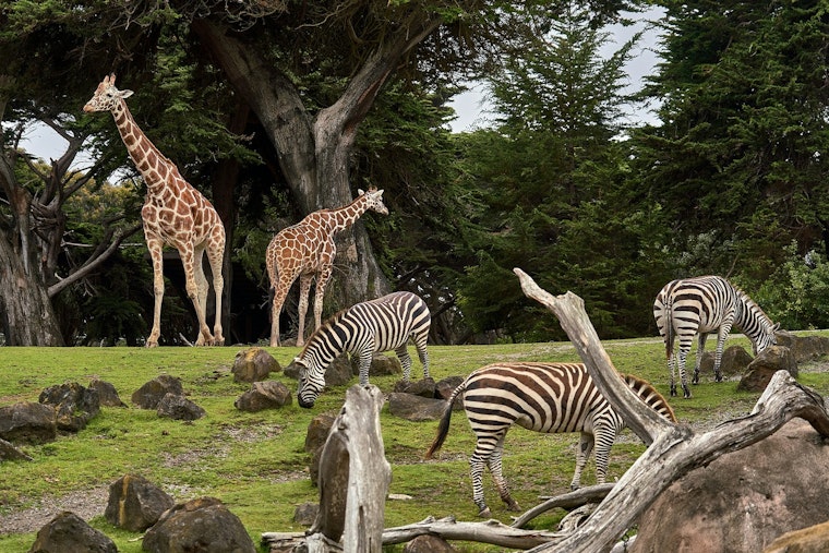 St. Paul's Como Park Zoo Hosts 'Party for the Planet' in Celebration of Earth Day
