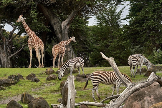 St. Paul's Como Park Zoo Hosts 'Party for the Planet' in Celebration of Earth Day