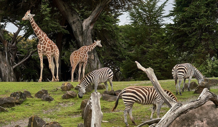 St. Paul's Como Park Zoo Hosts 'Party for the Planet' in Celebration of Earth Day