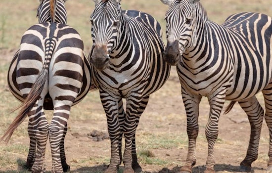 Striped Jailbreak, Three Zebras Nabbed, One on the Run in Washington State's I-90 Escape Caper