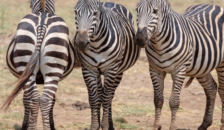 Striped Jailbreak, Three Zebras Nabbed, One on the Run in Washington State's I-90 Escape Caper