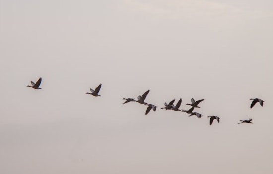 Texas Hunting Regulations Overhauled for 2024-25 Season, Key Changes to Migratory Bird and Big Game Policies
