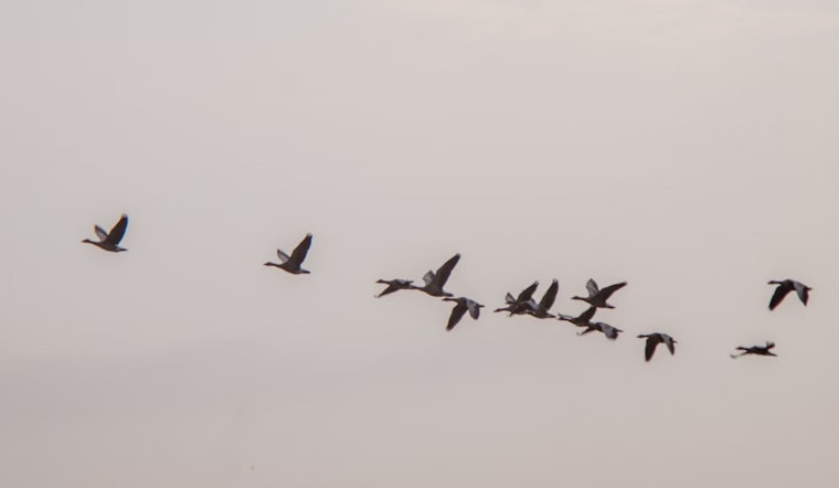 Texas Hunting Regulations Overhauled for 2024-25 Season, Key Changes to Migratory Bird and Big Game Policies