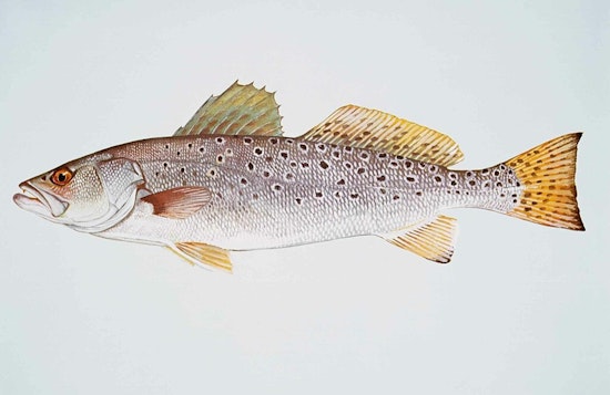 Texas Parks and Wildlife Commission Introduces Special Tagging System for Oversized Spotted Seatrout