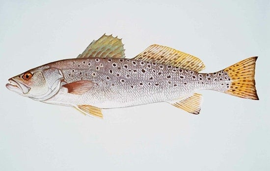 Texas Parks and Wildlife Commission Introduces Special Tagging System for Oversized Spotted Seatrout