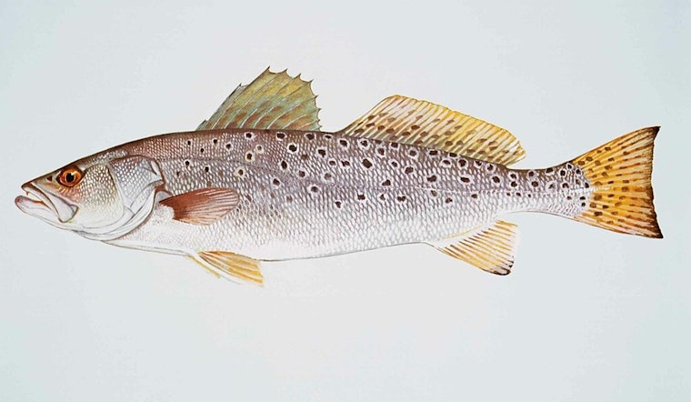 Texas Parks and Wildlife Commission Introduces Special Tagging System for Oversized Spotted Seatrout
