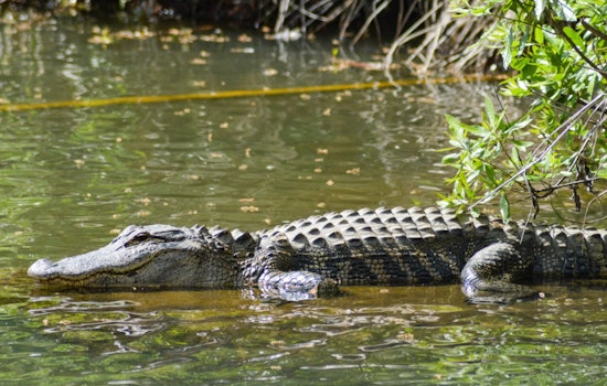 TPWD Confirms Presence of Six Juvenile Alligators in Brazos River near Waco