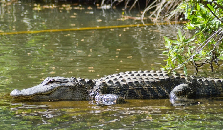 TPWD Confirms Presence of Six Juvenile Alligators in Brazos River near Waco