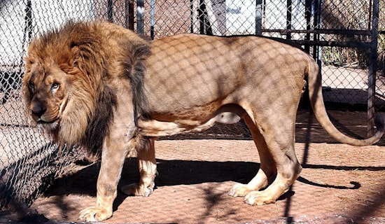 TPWD Seeks Public Feedback on Banning Canned Hunts, Proposes Humane Mountain Lion Trap Checks in Texas
