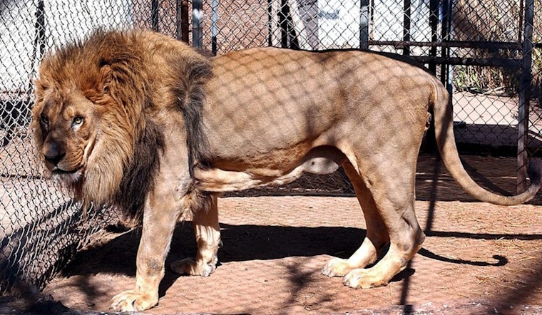 TPWD Seeks Public Feedback on Banning Canned Hunts, Proposes Humane Mountain Lion Trap Checks in Texas