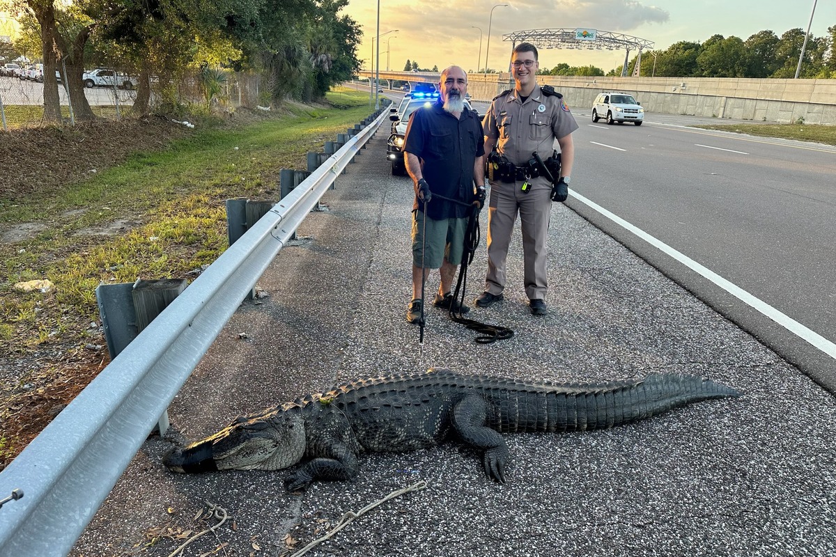 Traffic Comes To A Stop As 9 Foot Alligator Takes A Stroll On Tampas 2466