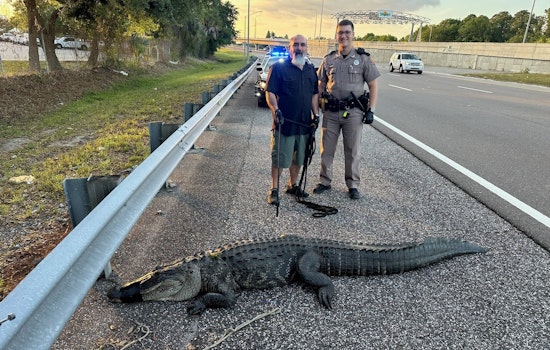 Traffic Comes to a Stop as 9-Foot Alligator Takes a Stroll on Tampa's Selmon Expressway