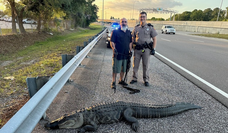 Traffic Comes to a Stop as 9-Foot Alligator Takes a Stroll on Tampa's Selmon Expressway
