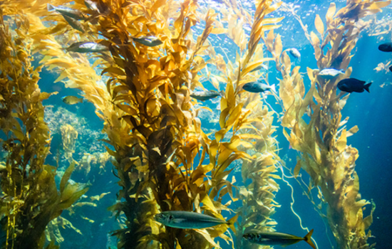 UC San Diego's Embodied Pacific Exhibit Fuses Art and Ocean Science in a Multisite Cultural Journey