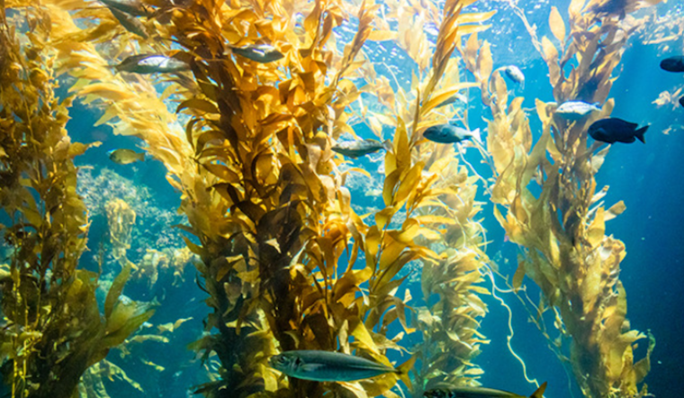 UC San Diego's Embodied Pacific Exhibit Fuses Art and Ocean Science in a Multisite Cultural Journey