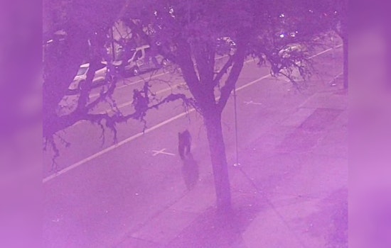 Wandering Bear Stirs Excitement in Corvallis, Oregon as Authorities Urge Caution