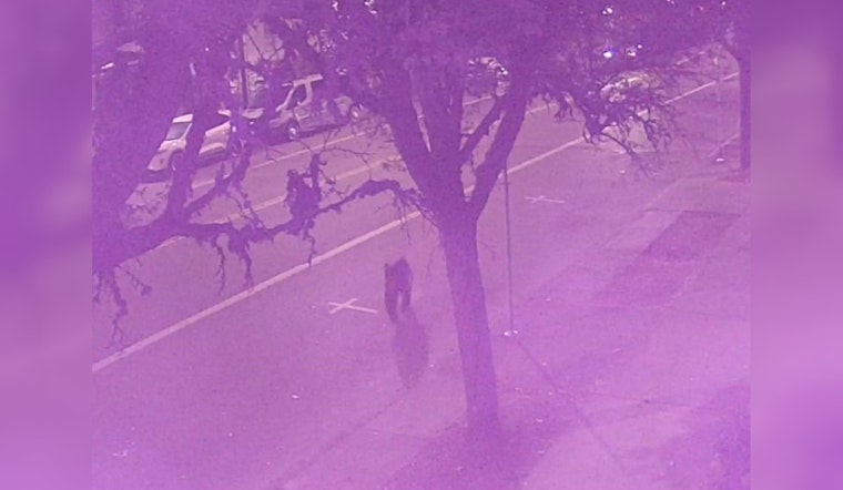 Wandering Bear Stirs Excitement in Corvallis, Oregon as Authorities Urge Caution