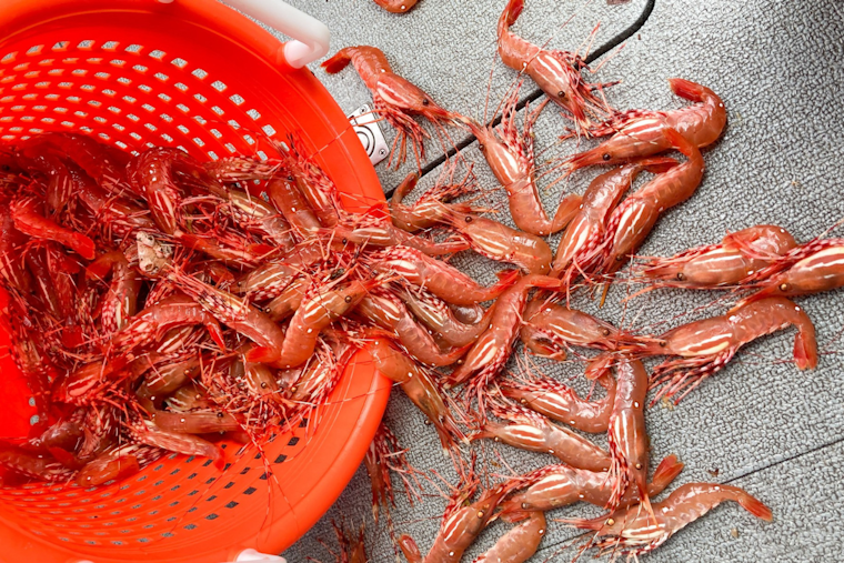 Washington Shrimpers Gear Up as WDFW Announces Season Opening in Marine Areas Starting May 16
