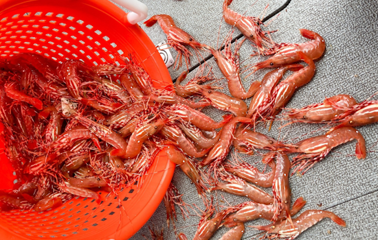 Washington Shrimpers Gear Up as WDFW Announces Season Opening in Marine Areas Starting May 16