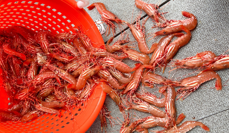 Washington Shrimpers Gear Up as WDFW Announces Season Opening in Marine Areas Starting May 16