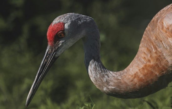Washington State Deployed Drones for Sandhill Crane Monitoring in Klickitat County