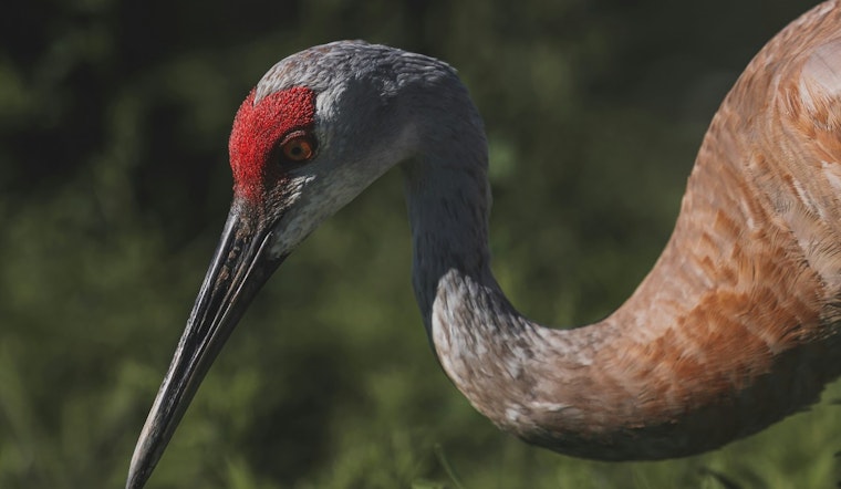 Washington State Deployed Drones for Sandhill Crane Monitoring in Klickitat County
