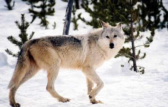 Washington's Gray Wolf Population on the Rise, New Packs Emerge as Numbers Climb 20%