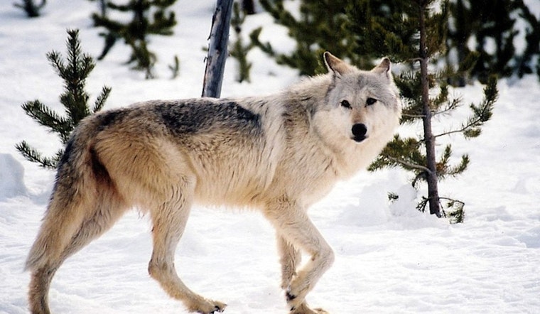 Washington's Gray Wolf Population on the Rise, New Packs Emerge as Numbers Climb 20%