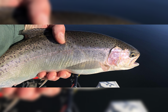 Washington's Snake River Set for Selective Spring Chinook Fishing Season Starting May 7
