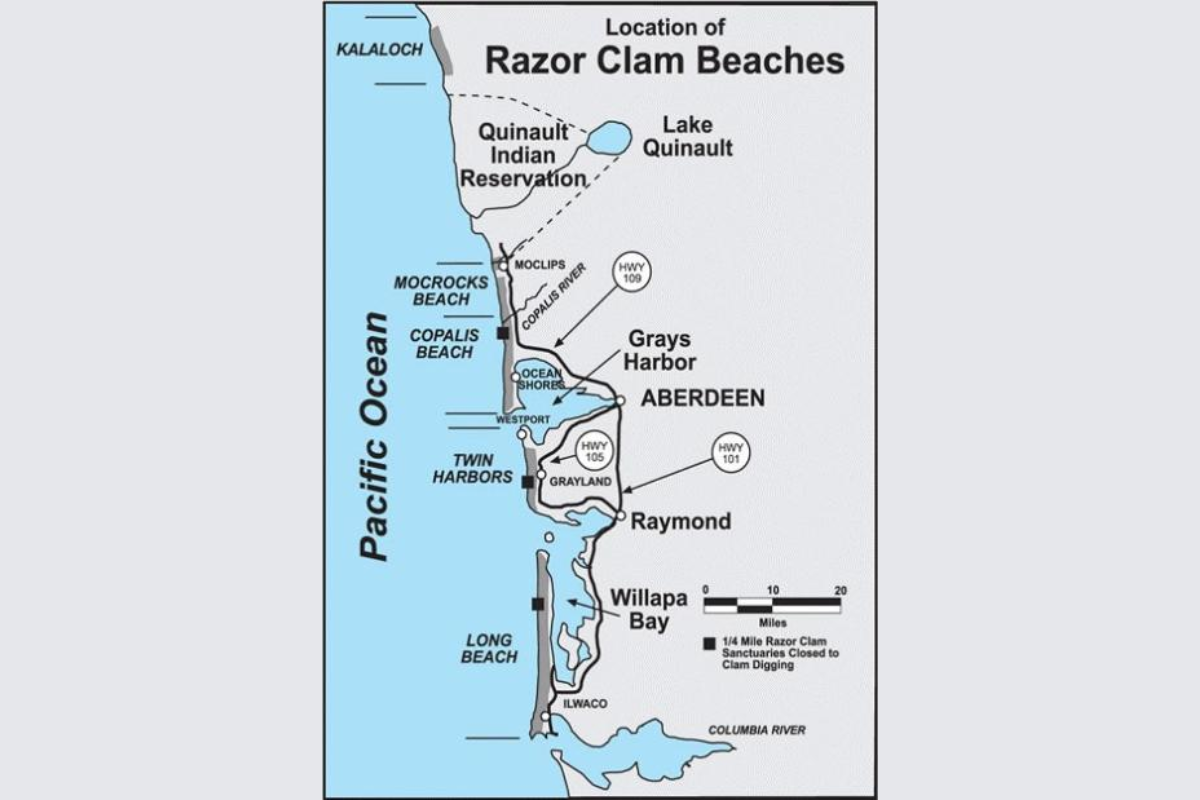 WDFW Announces Upcoming Razor Clam Digs on Washington Coast