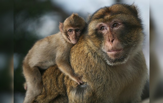 Whole Foods Fends Off PETA Allegations on Monkey Labor in Coconut Milk Supply Chain